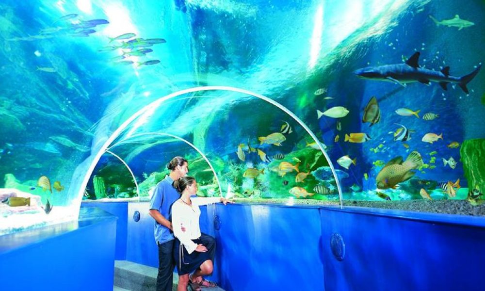blue-reef-aquarium
